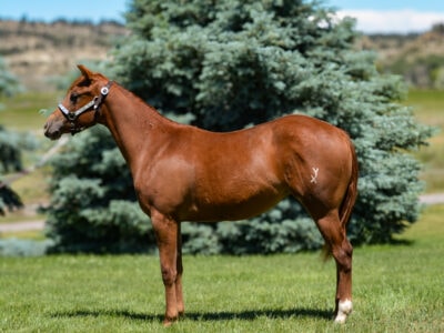 Quarter Horse filly with a beautiful head and neck.