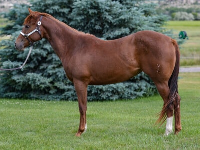 Two year old performance prospect