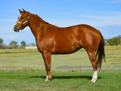 Beautiful broke to ride three year old sorrel Quarter Horse mare
