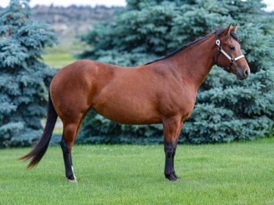 Broke to ride bay Quarter horse mare with excellent conformation.