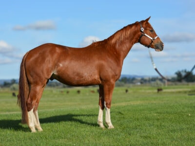 Broke three year old Quarter Horse gelding - roping or barrels prospect for sale