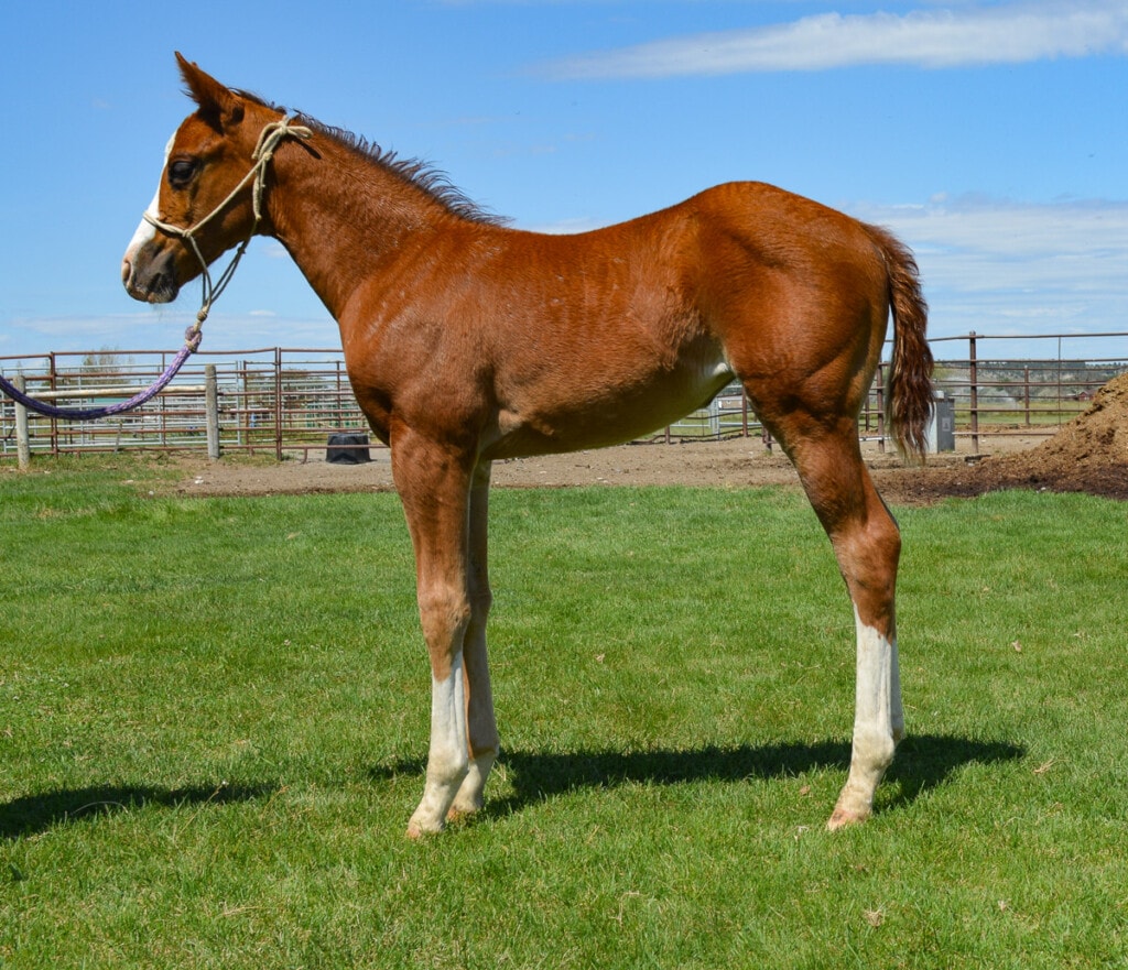 Sorrel Quarter Horse filly with high white socks and blaze.