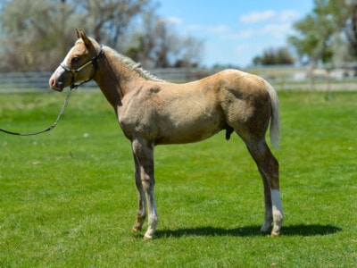 2025 Palomino Quarter Horse Colt by $2 Million Sire Shine Chic Shine