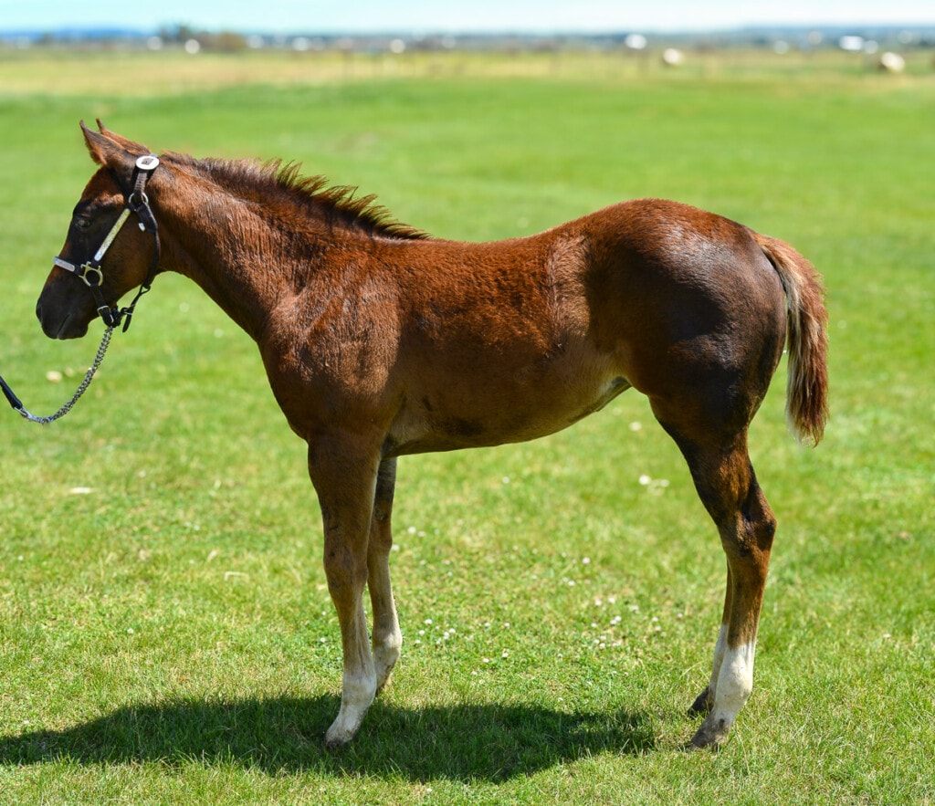 Quarter Horse filly with socks on hind legs.