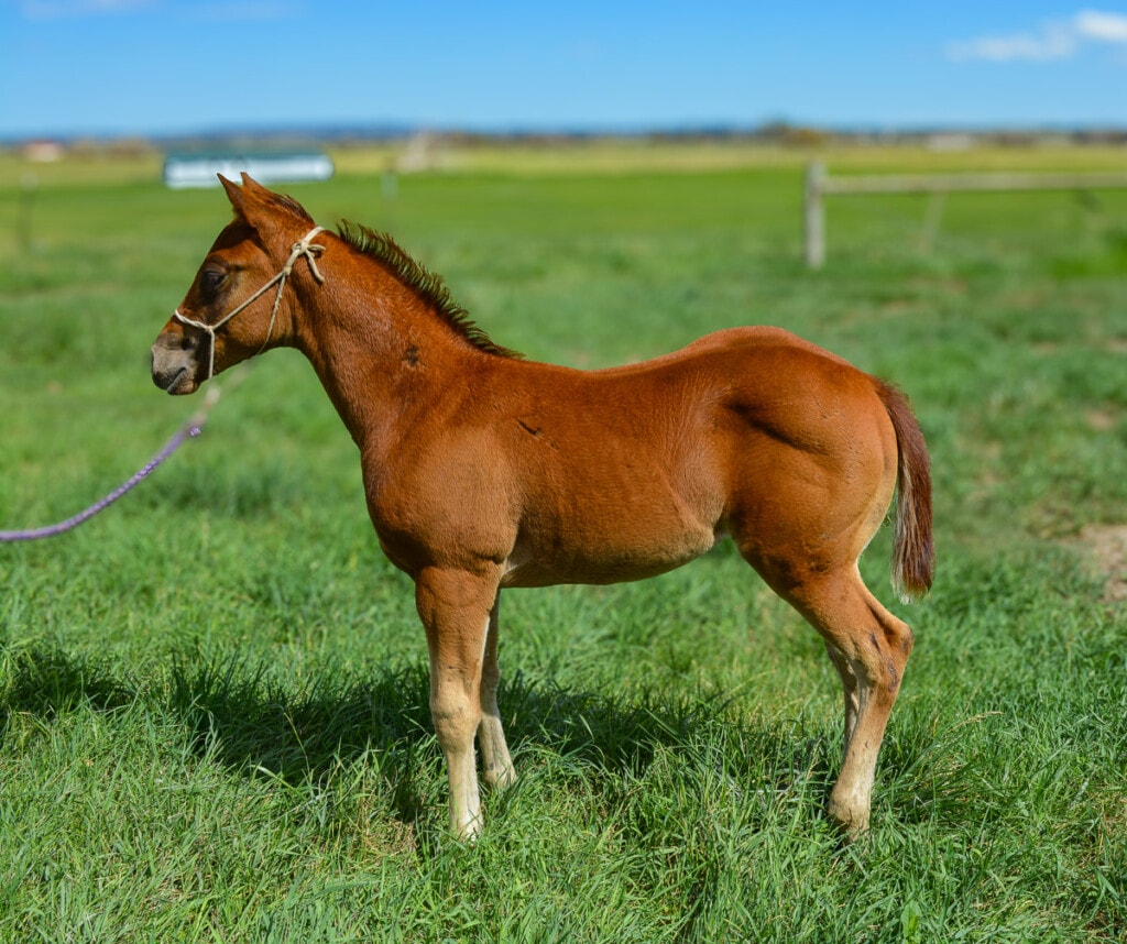 2025 Sorrel Quarter Horse filly