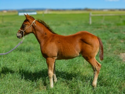 2025 Sorrel Quarter Horse filly