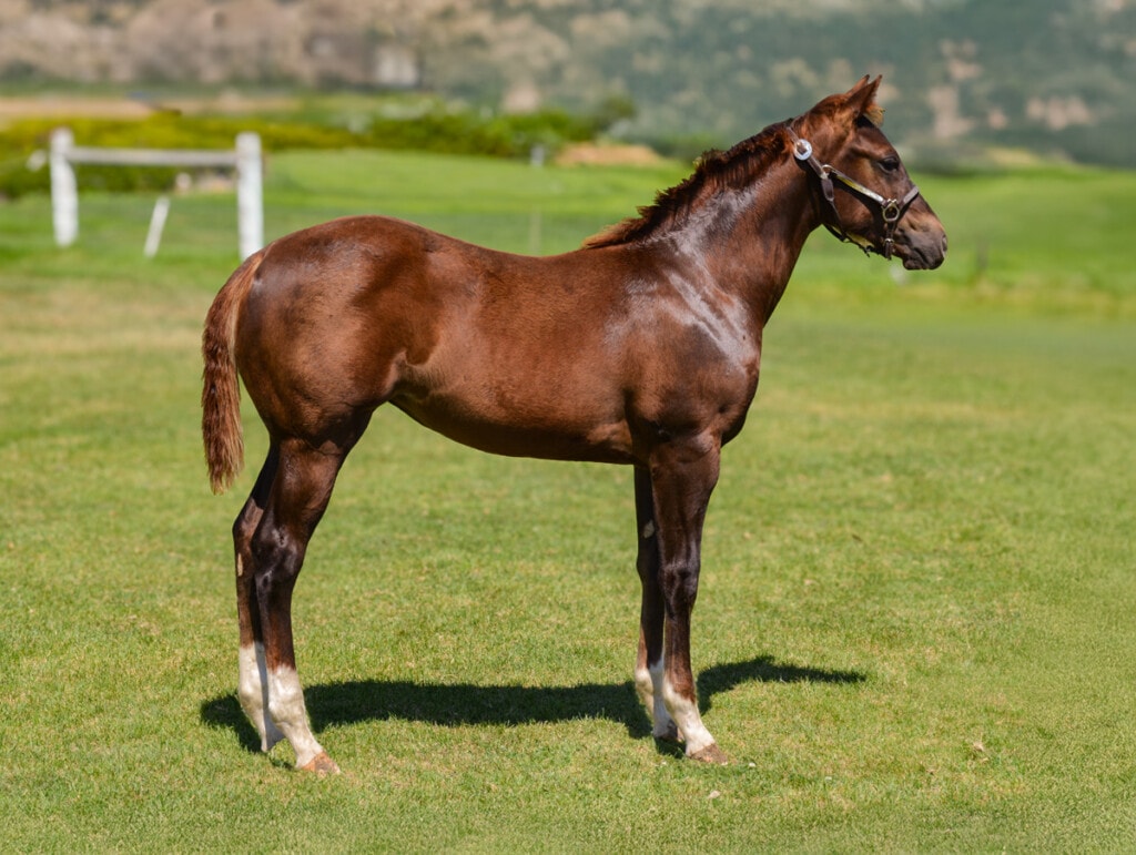 Quarter Horse weanling filly for sale
