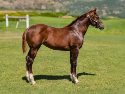 Quarter Horse weanling filly for sale