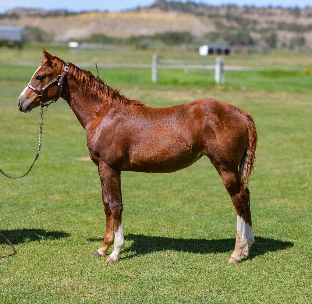 illy with power-packed pedigree - Cats Merada, Call Me Mitch, Metallic Cat, Peptoboonsmal, Nu Cash.