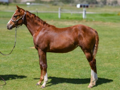 illy with power-packed pedigree - Cats Merada, Call Me Mitch, Metallic Cat, Peptoboonsmal, Nu Cash.