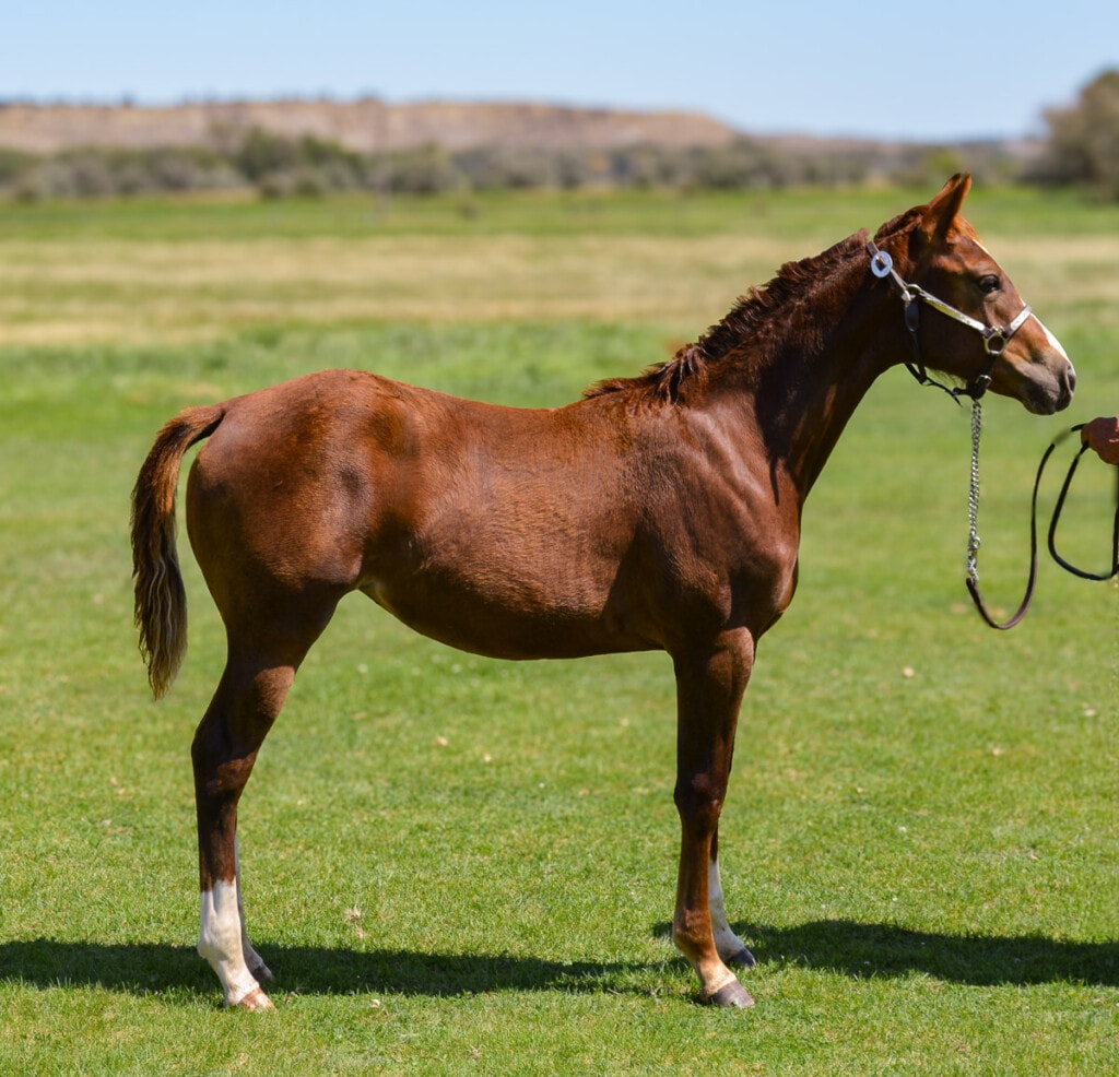 illy with power-packed pedigree - Cats Merada, Call Me Mitch, Metallic Cat, Peptoboonsmal, Nu Cash.