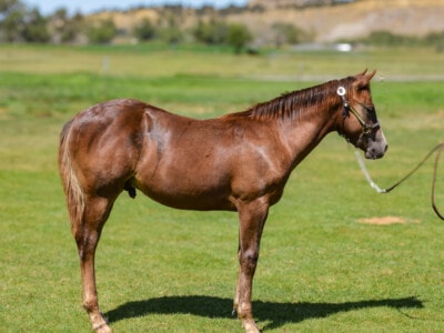2025 Quarter Horse Colt by Smooth As A Cat