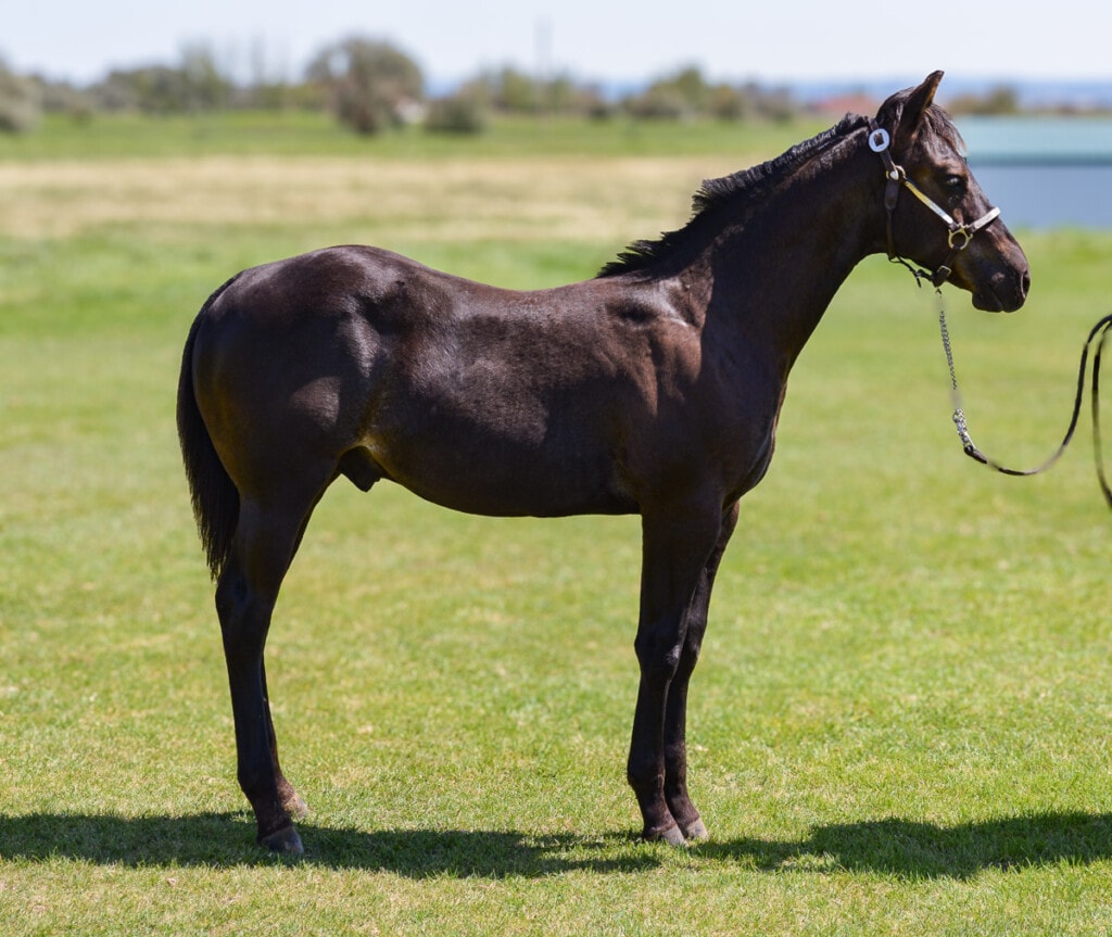 Black 2025 Quarter Horse colt sired by Sanctus.