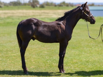 Black 2025 Quarter Horse colt sired by Sanctus.
