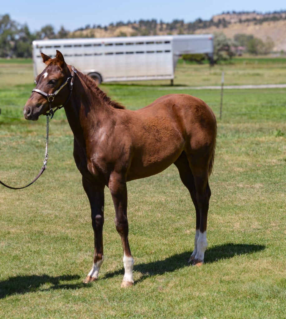 Quarter Horse weanling filly for sale