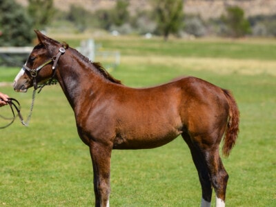 Flashy and well bred Quarter Horse filly for sale